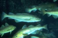 atlantik morino-6f.jpg